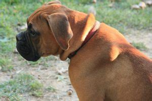 arched back doggy|Hunched Back In Dogs: 11 Possible Reasons